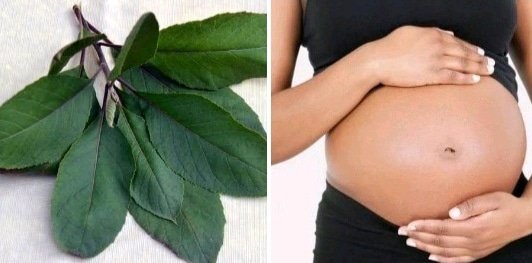Bitter leaf soup during pregnancy