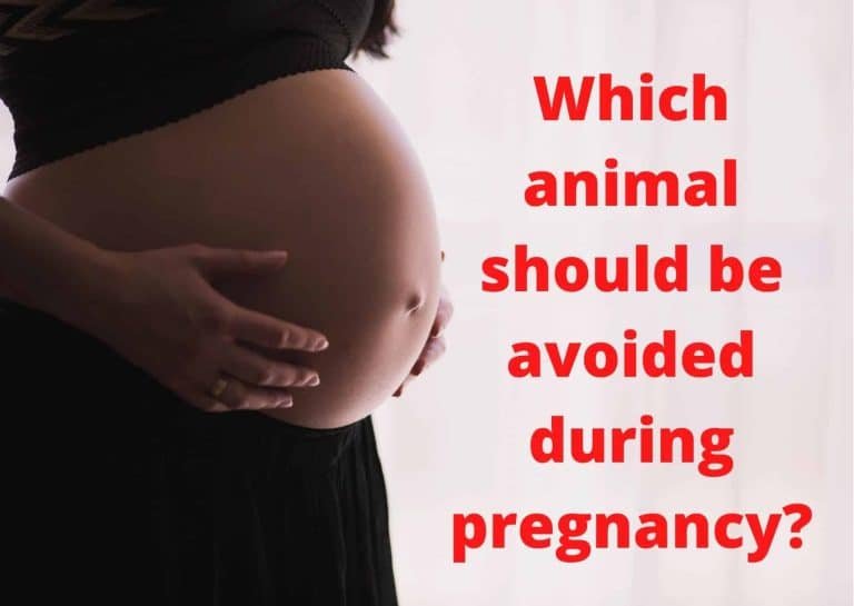 animal should be avoided during pregnancy?