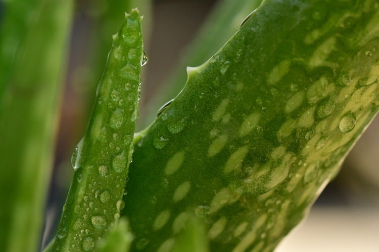 side effects of Aloe Vera on hair