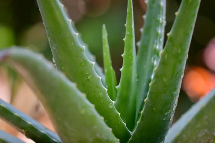 side effects of Aloe Vera on hair