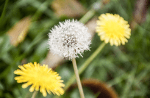 home remedies for warts: dandelion weed - Bornfertilelady