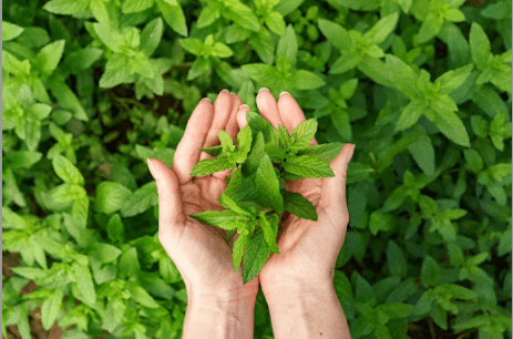 Facial For Instant Glow On Skin with mint leaves - Bornfertilelady