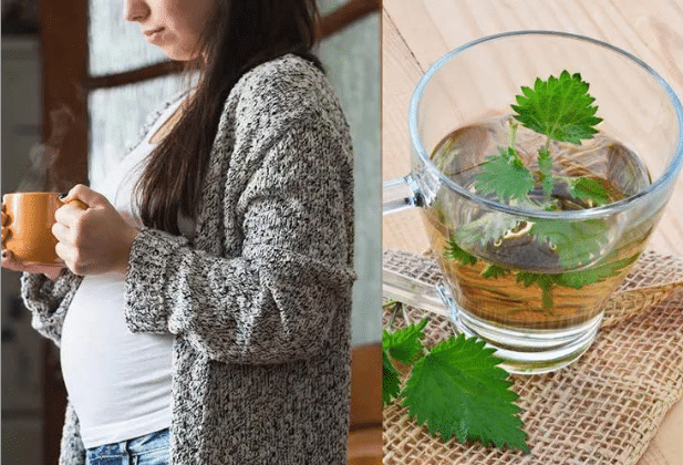 Is It Safe To Drink Stinging Nettle In Pregnancy? - Bornfertilelady
