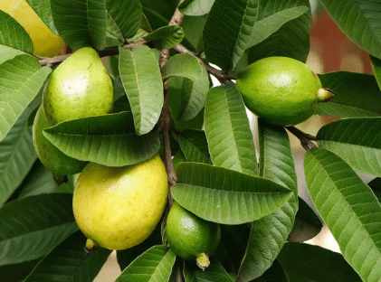 guava health benefits - benefits of guava leaves | Bornfertilelady.com