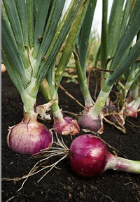 Benefits of eating raw onions - Bornfertilelady.com