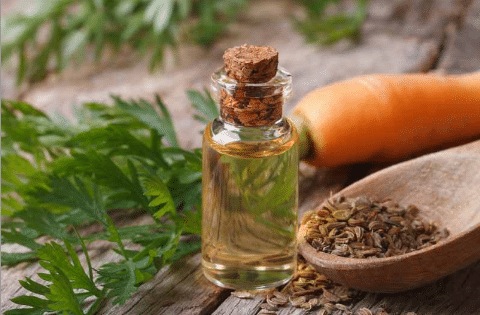 Best Oils for Hyperpigmentation and Black Skin - carrot seed Essential oil | Bornfertilelady.com